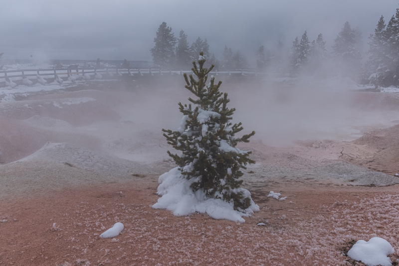 tree in a hot spring at Yellowstone