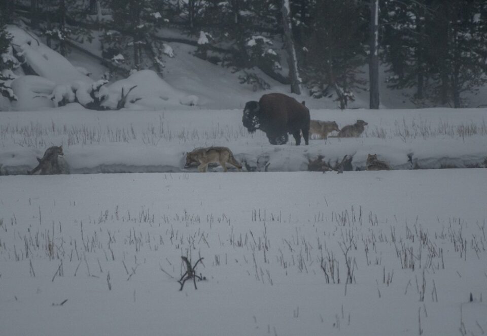 Wolves and Bison at Yellowstone in the winter