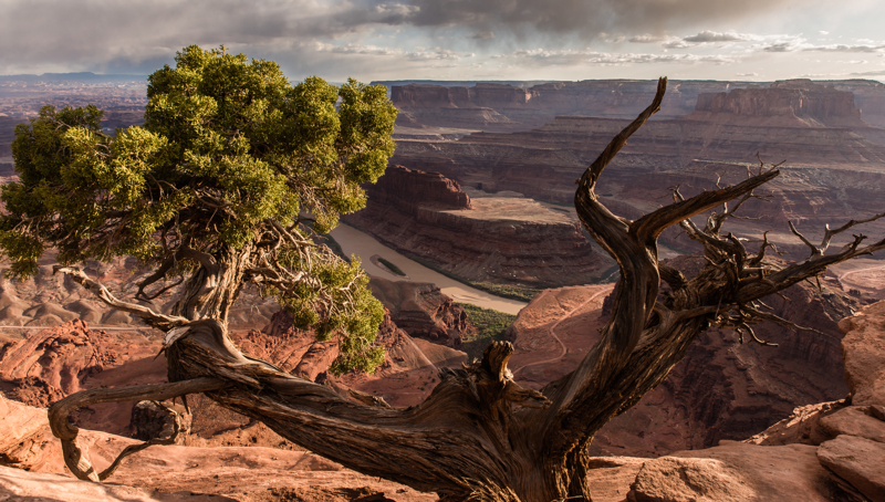 Dead Horse Point tree