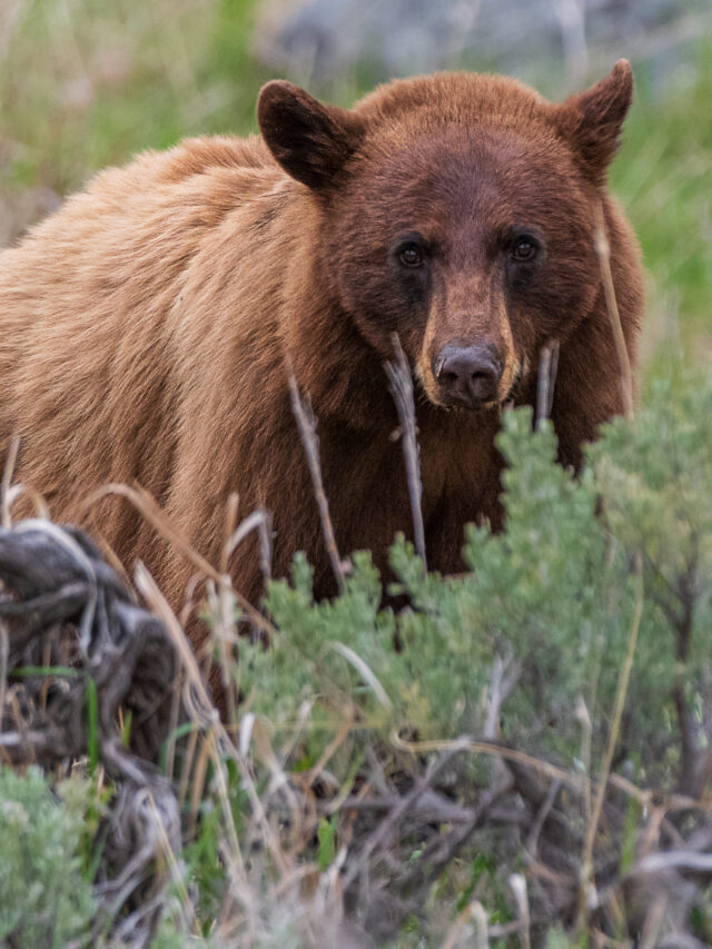 Best Time to See Wildlife at Yellowstone Story