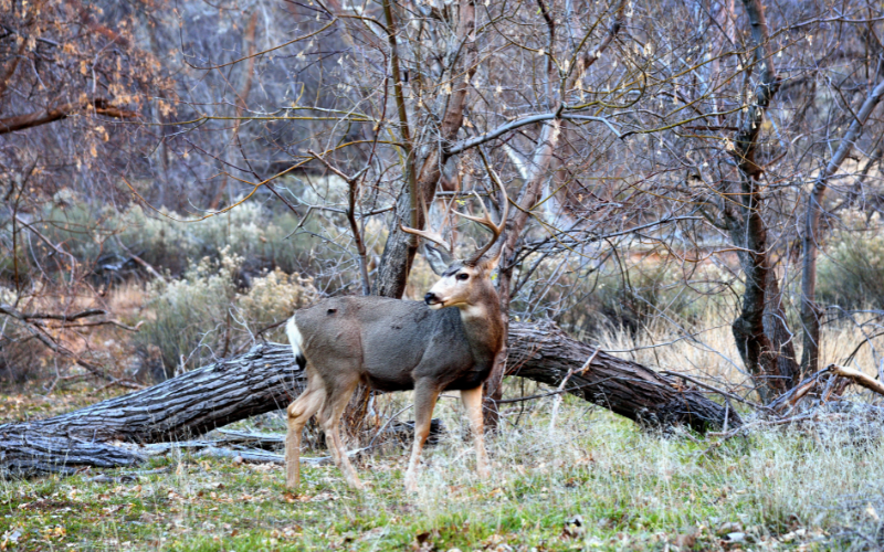 deer at Zion National Park