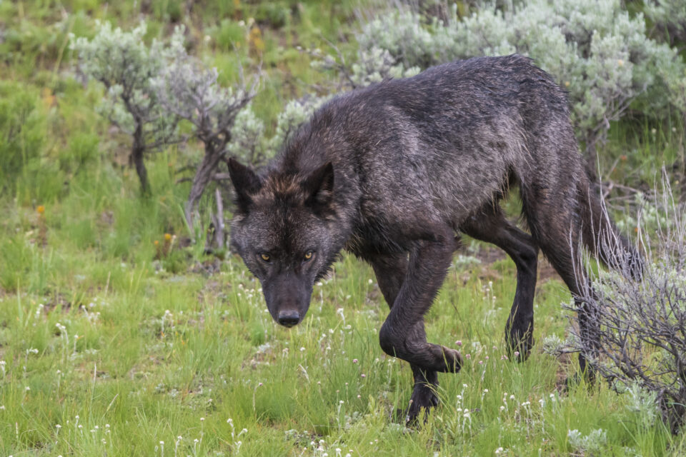 Wolf near Slough Creek Yellowstone