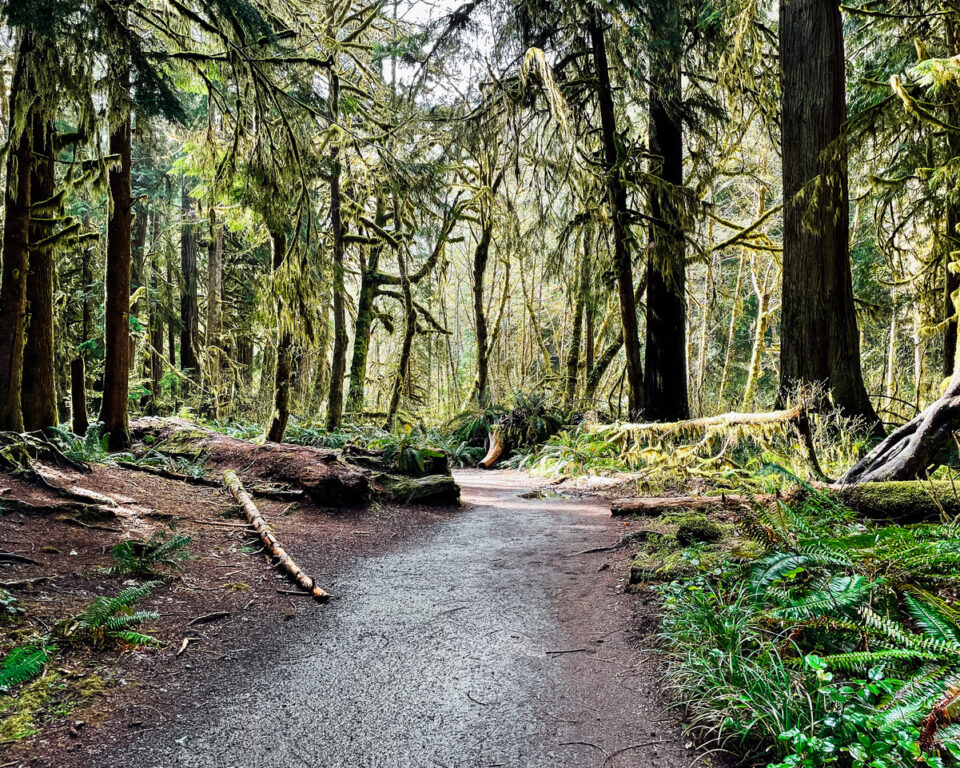 Olympic National Park hiking trail
