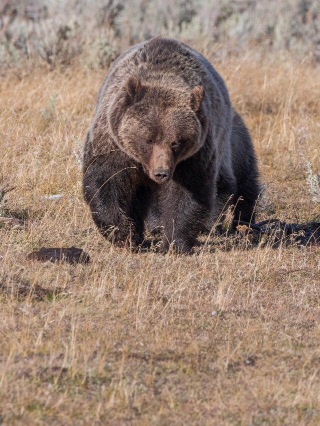 grizzly bear at Yellowstone