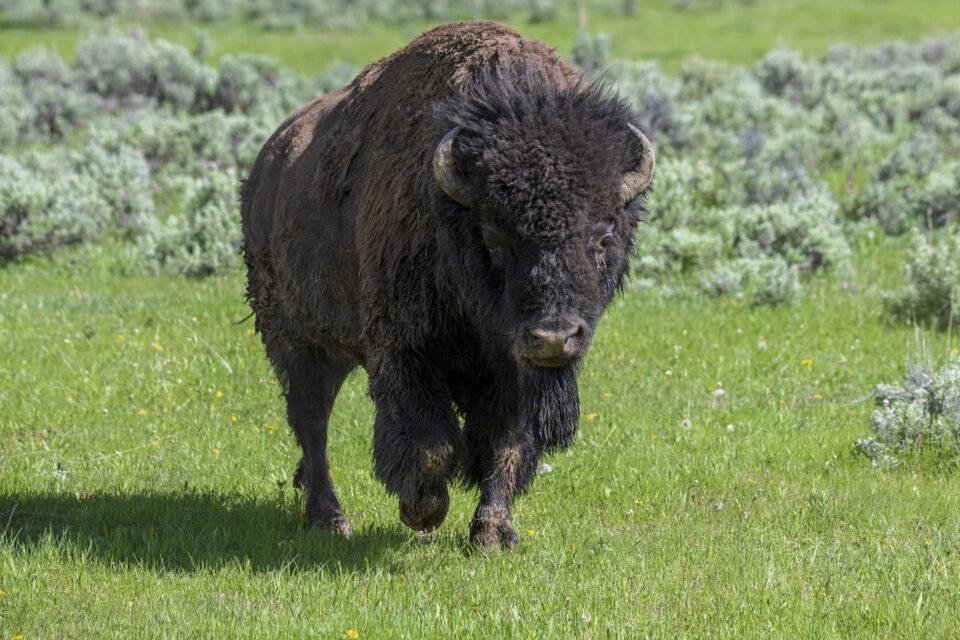 Bison at Yellowstone in May
