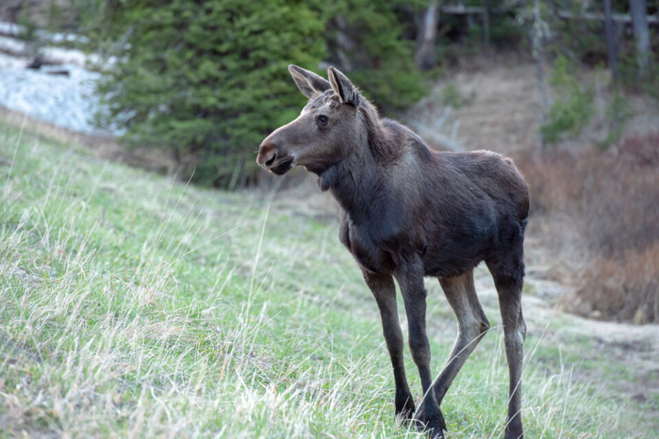 baby moose in Yellowstone