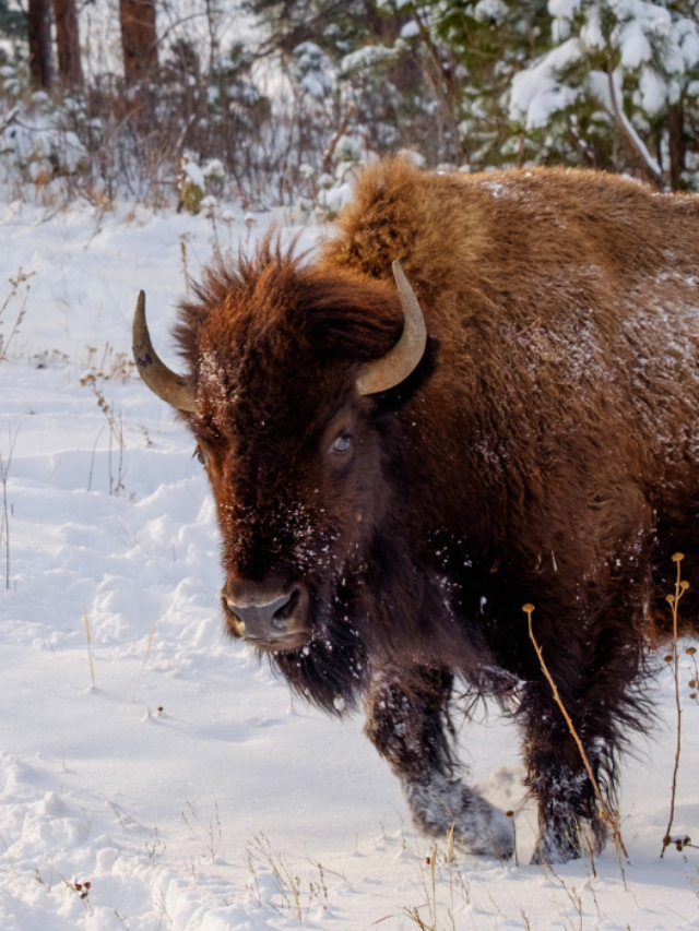 Visiting Yellowstone in April