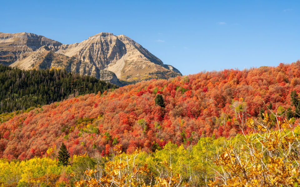 fall colors along the Alpine Loop in Utah