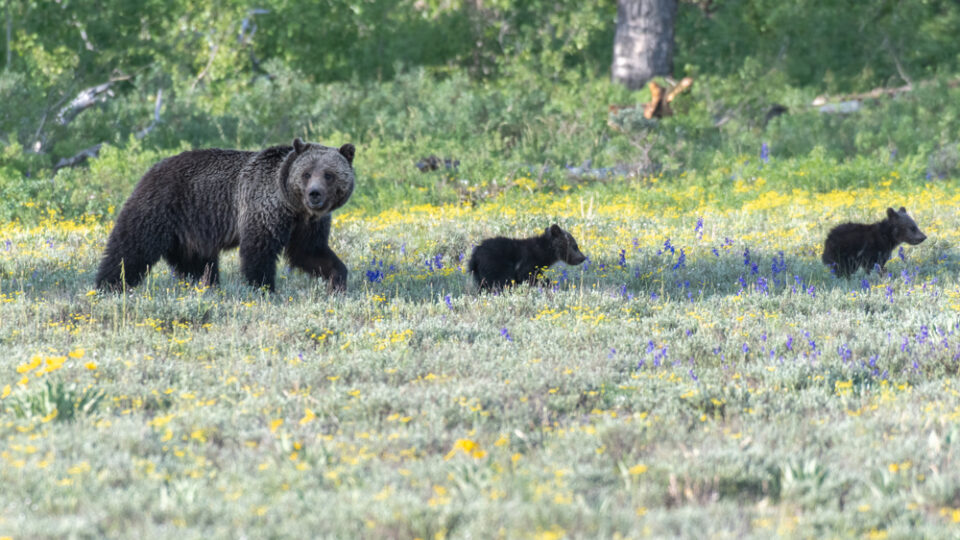 grizzly and two cubs at Grand Teton