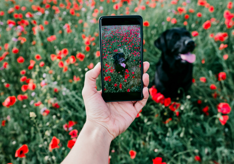 Taking a picture of a dog in a flower field