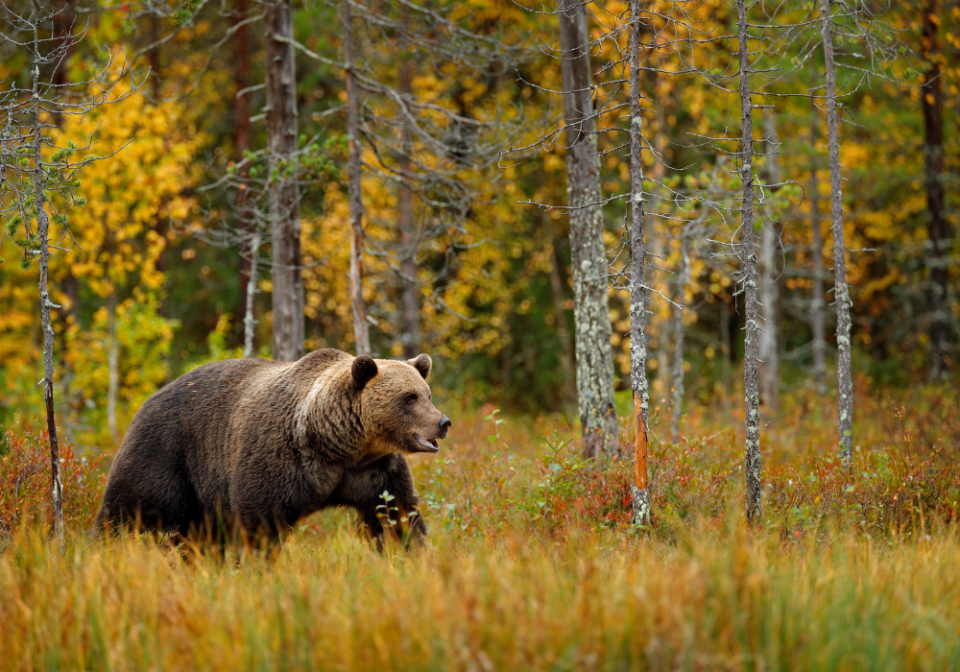 grizzly bear at Grand Teton in the fall