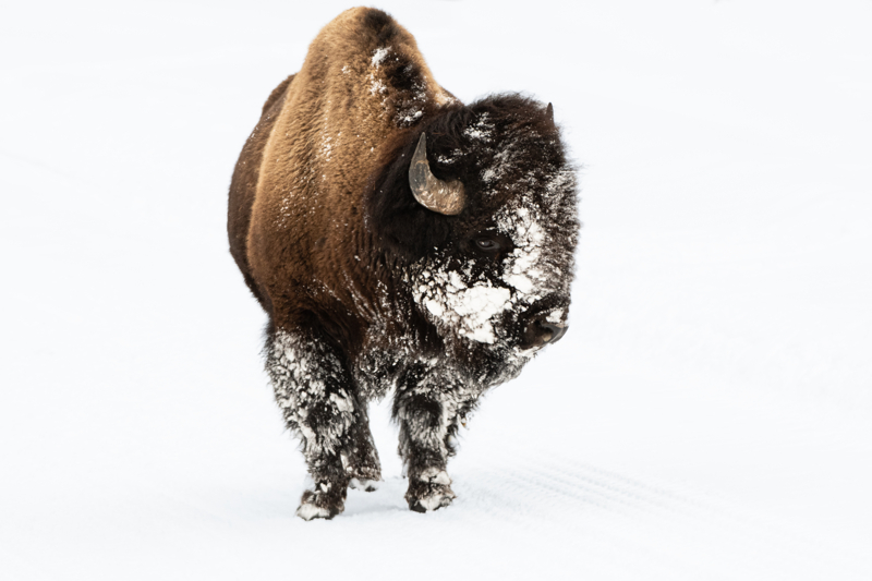 bison with snow on its head at Yellowstone