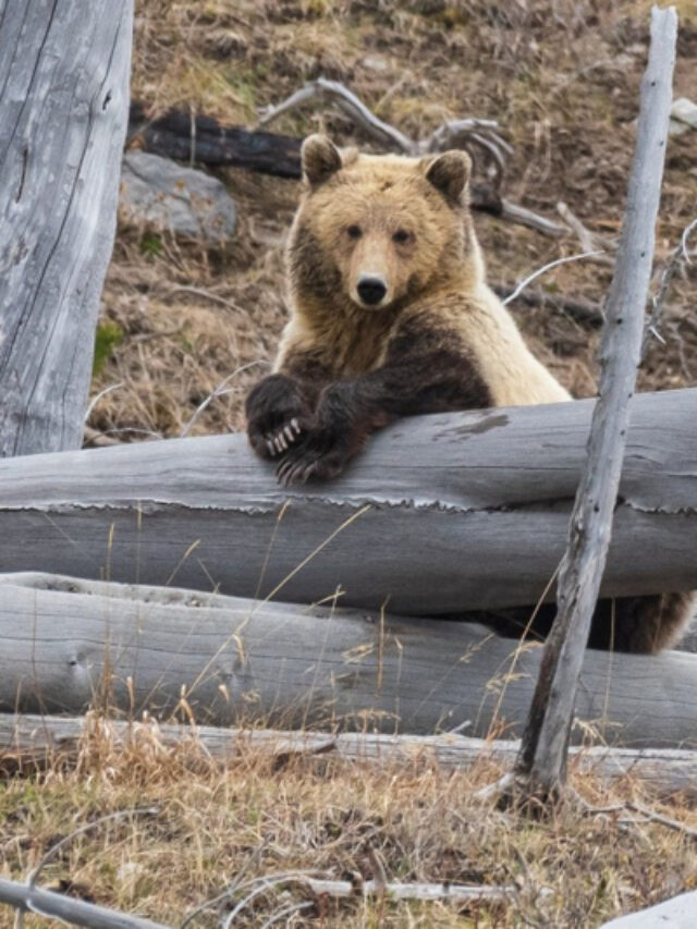 Best Time of Year at Yellowstone For Wildlife Story