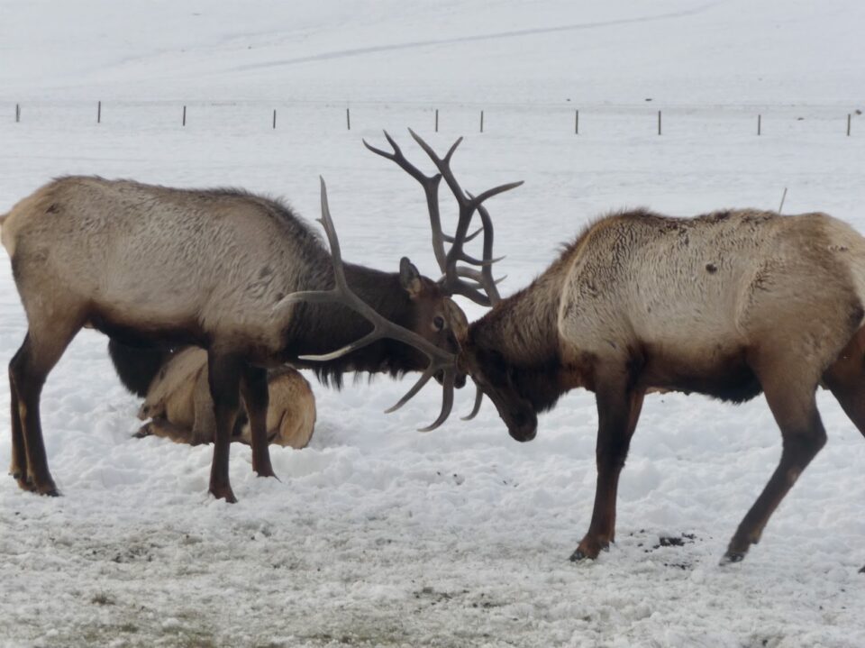 elk at Hardware Ranch 