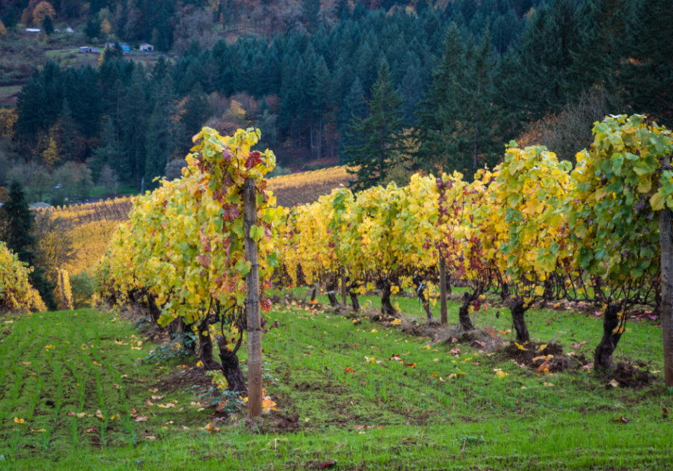 Willamette Valley Oregon vineyard