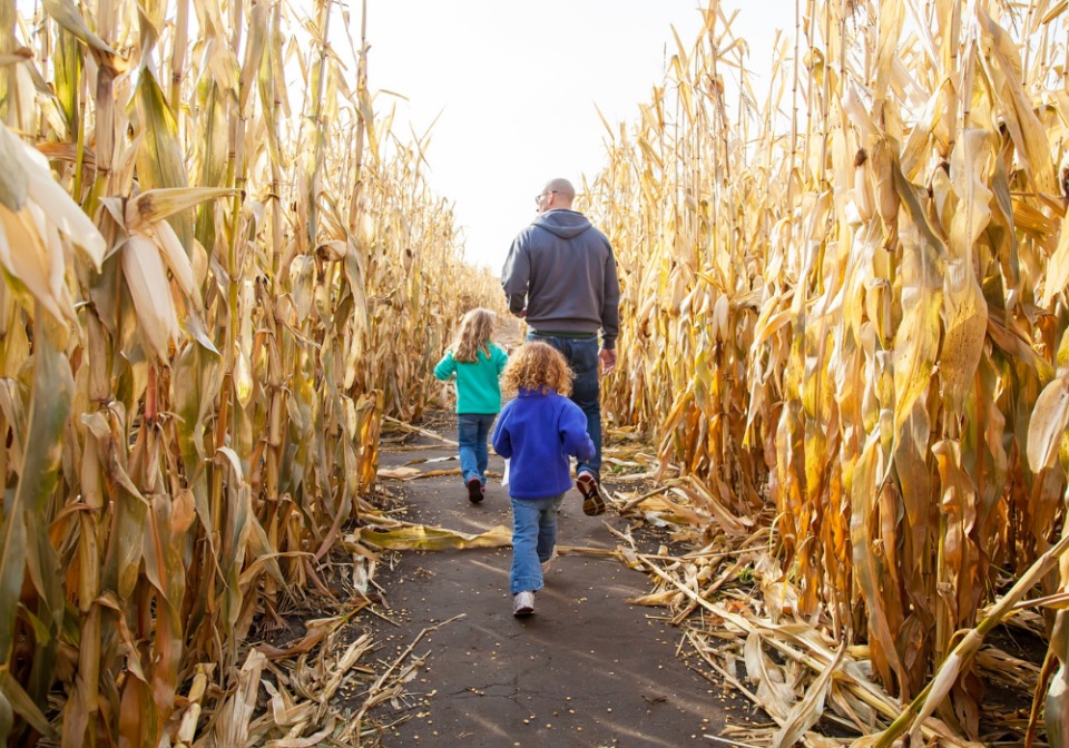 dad with kids in a corn maze