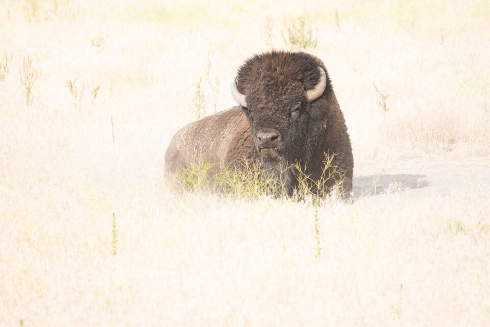 Bison on Antelope Island State Park