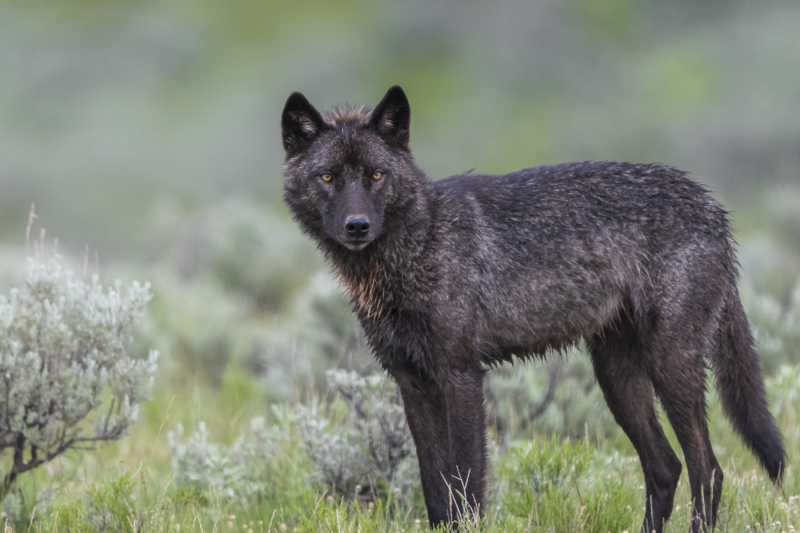 Black wolf at Yellowstone  National Park