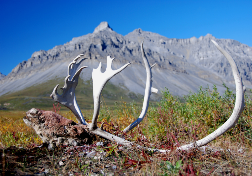 caribou antler shed at Gates of the Arctic