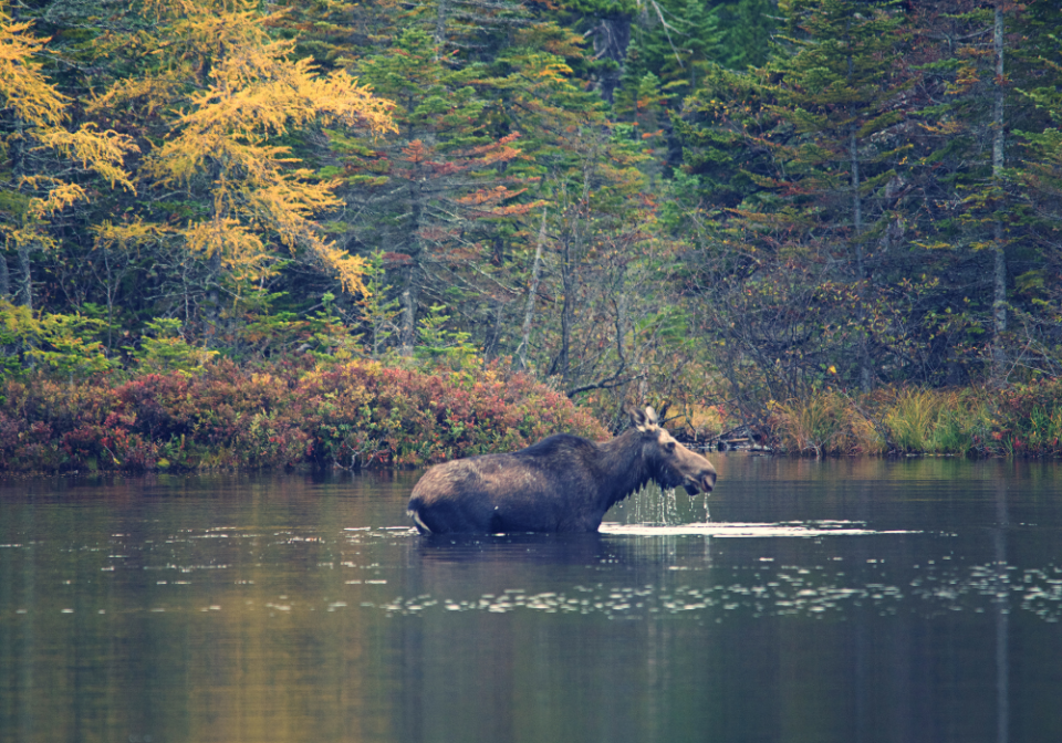 Moose at Acadia National Park