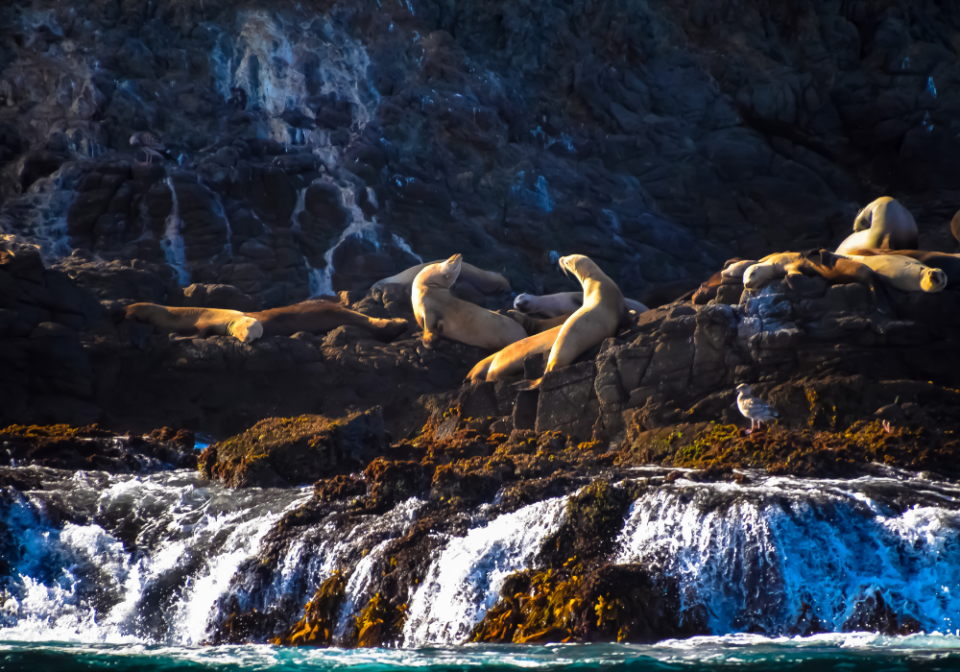 sea lions at Channel Islands National Park