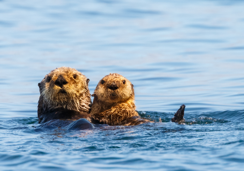 sea otters at Olympic National Park