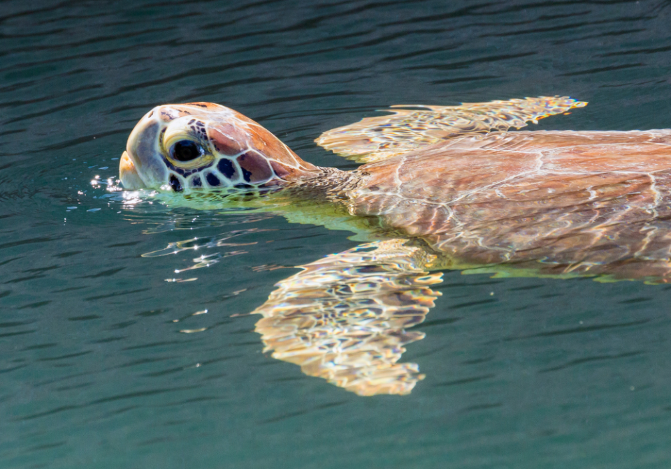 sea turtle at Dry Tortugas National Park