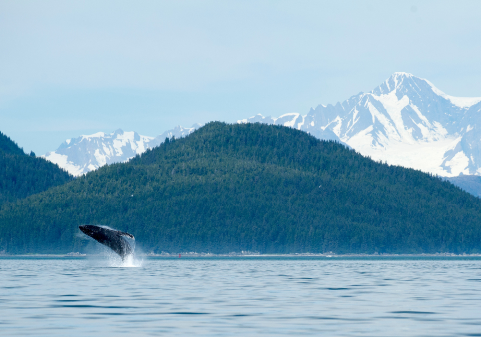 whale at Glacier Bay National Park