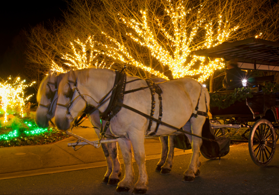 Horse drawn carriage ride