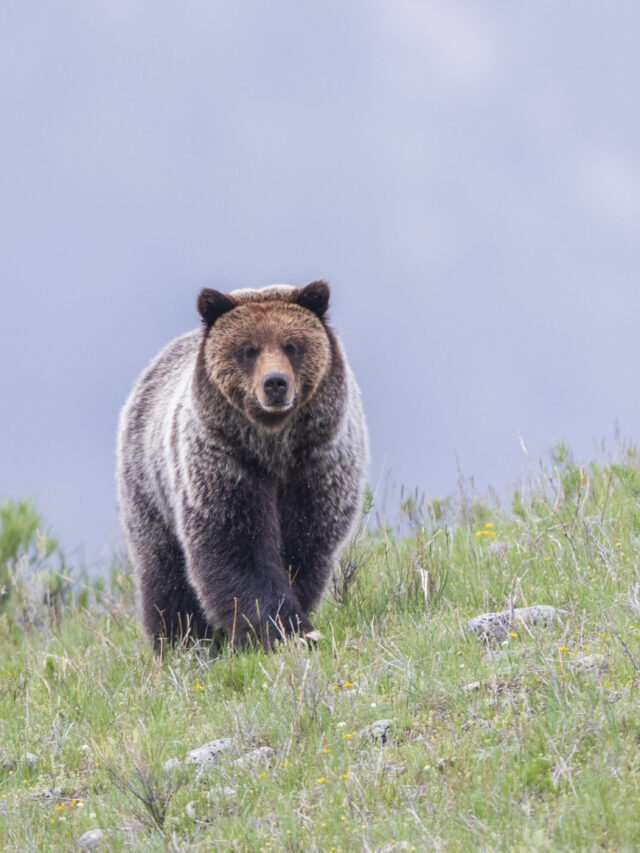 List of Places to See Wildlife in Yellowstone Story
