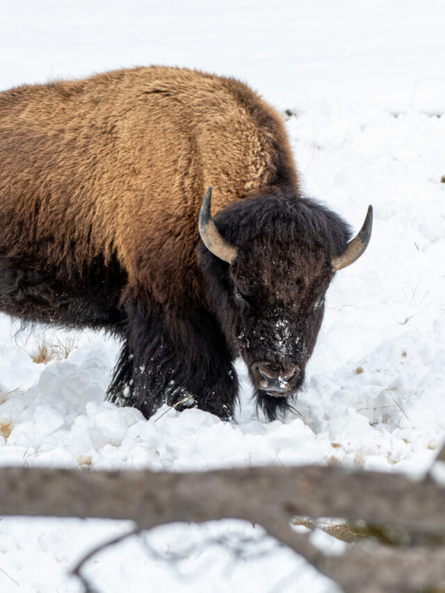 December Vacation Ideas in Yellowstone Story