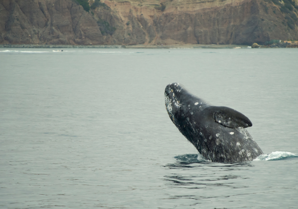 Gray whale near Dana Point
