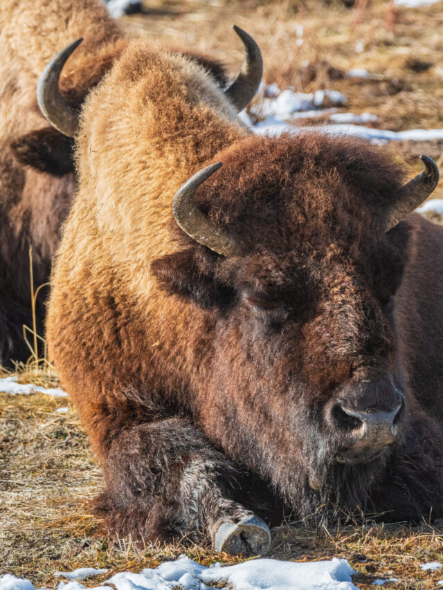 Plan a Vacation to Yellowstone in January Story