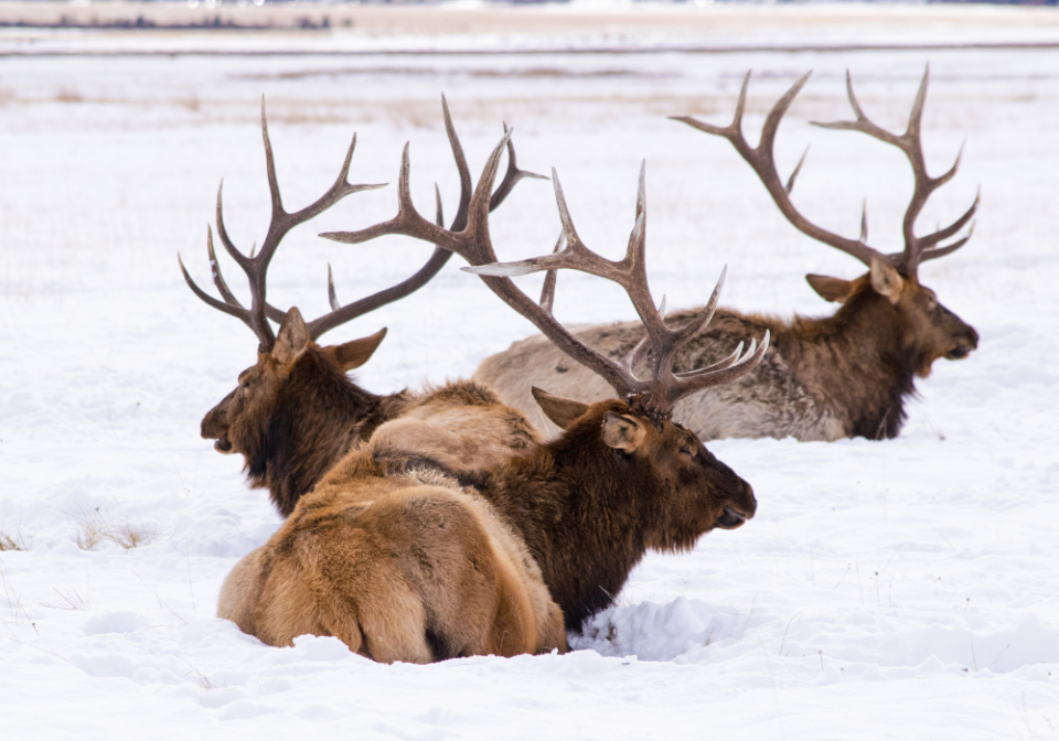 elk in the winter