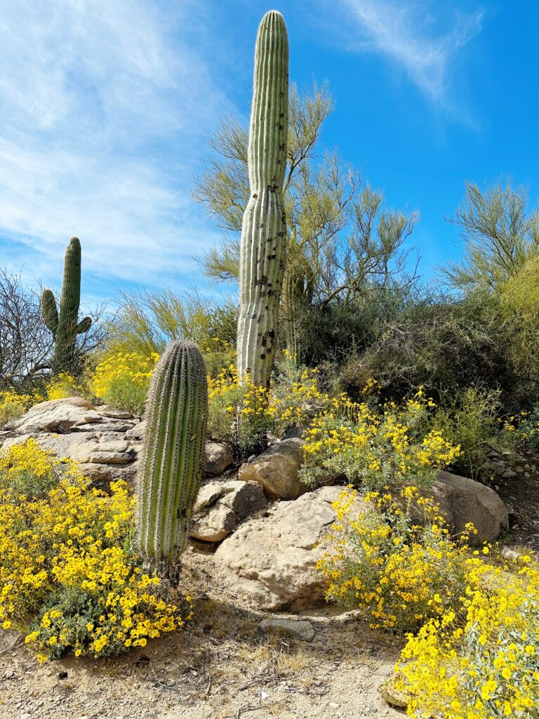 Places to Visit in the Southwest in March - PhotoJeepers