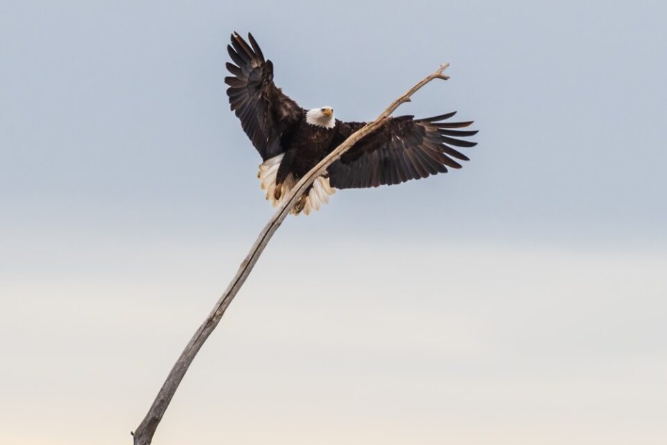 Bald Eagle at Farmington Bay, Utah