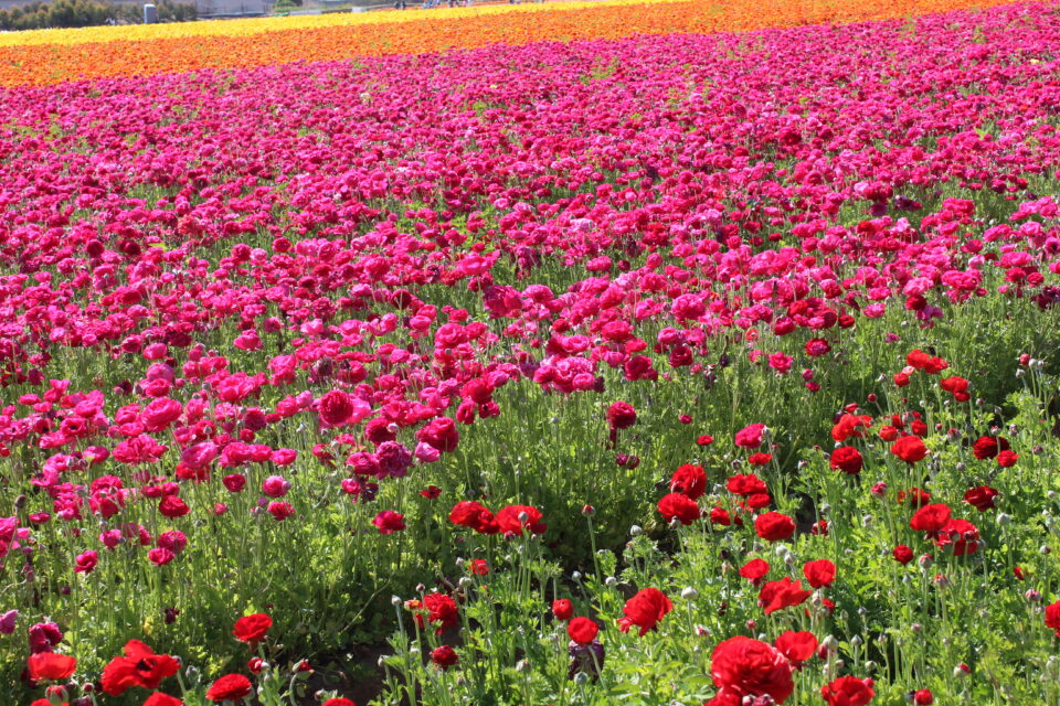Carlsbad Flower Fields in March