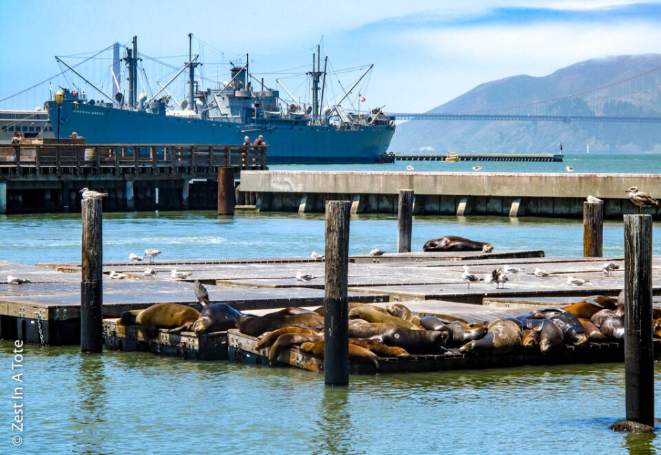 Sea Lions in San Francisco