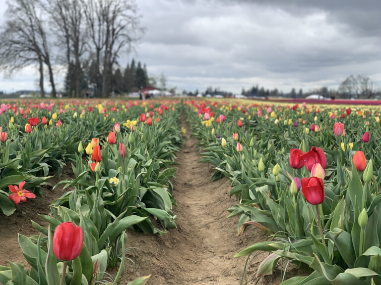Places to Visit in Oregon in the Spring - PhotoJeepers