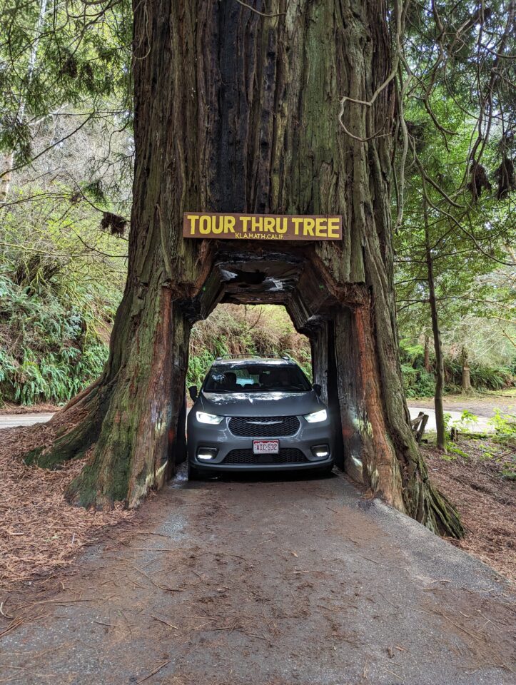 drive through the famous Redwood tree