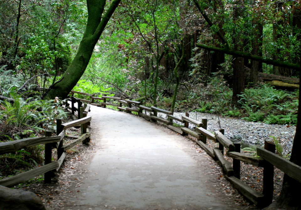 hiking trail at Muir Woods National Monument