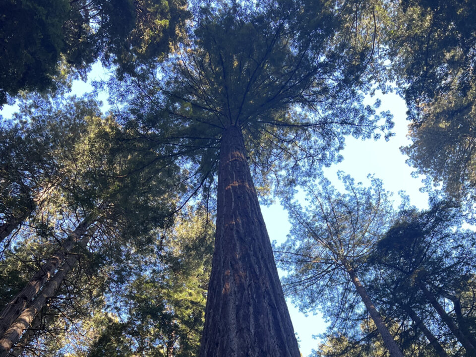 Muir Woods National Monument in California