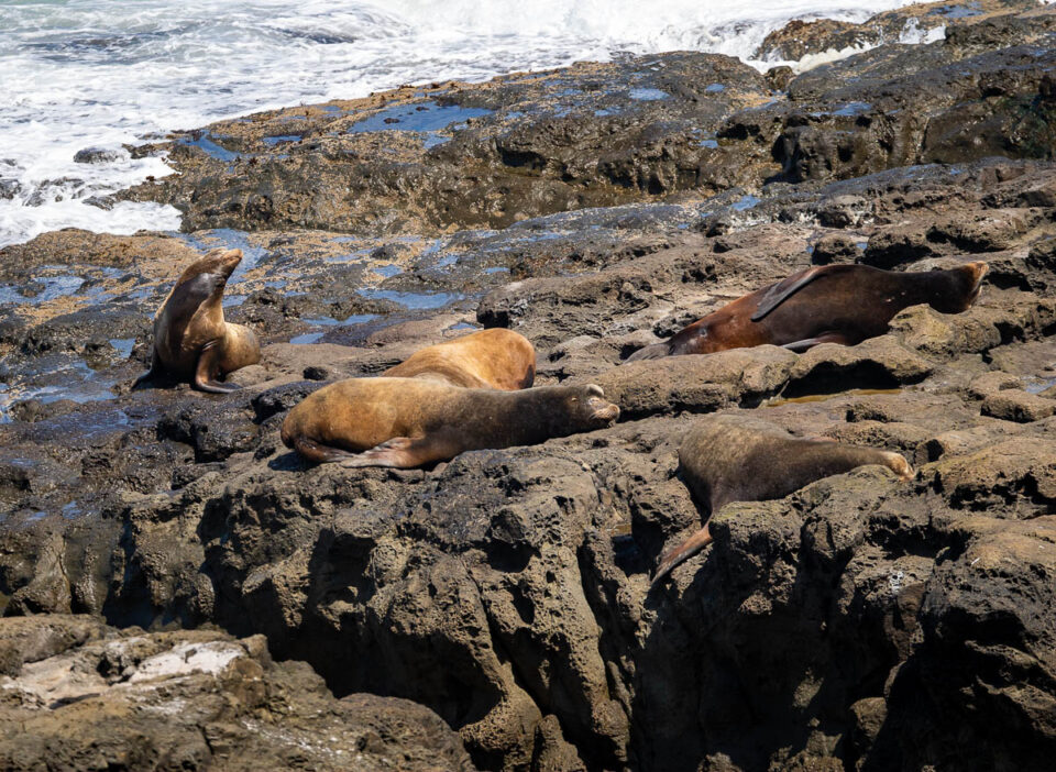 sea lions in Bandon