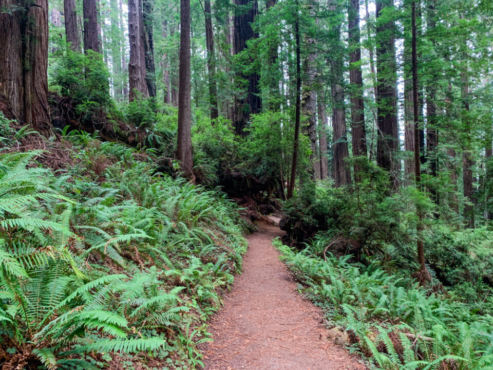 Hiking through Redwood National Park